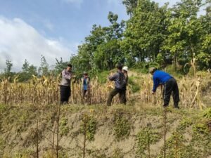 Bhabinkamtibmas Desa Ngelo Pendampingan Kepada Petani Saat Panen Jagung