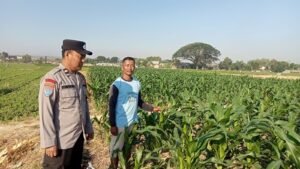Bhabinkamtibmas Desa Ngablak Sambang Petani Merawat Jagung Sebagai Wujud Dukung Ketahanan Pangan Nasional